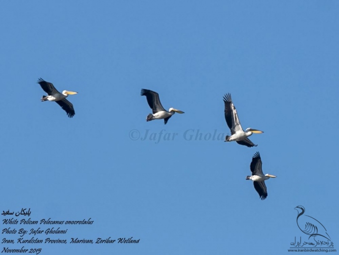 پرنده نگری در ایران - White Pelican
