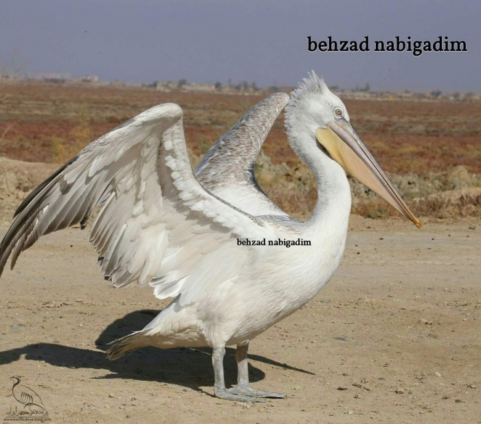 پرنده نگری در ایران - پلیکان خاکستری