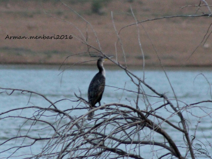 پرنده نگری در ایران - باکلان بزرگ
