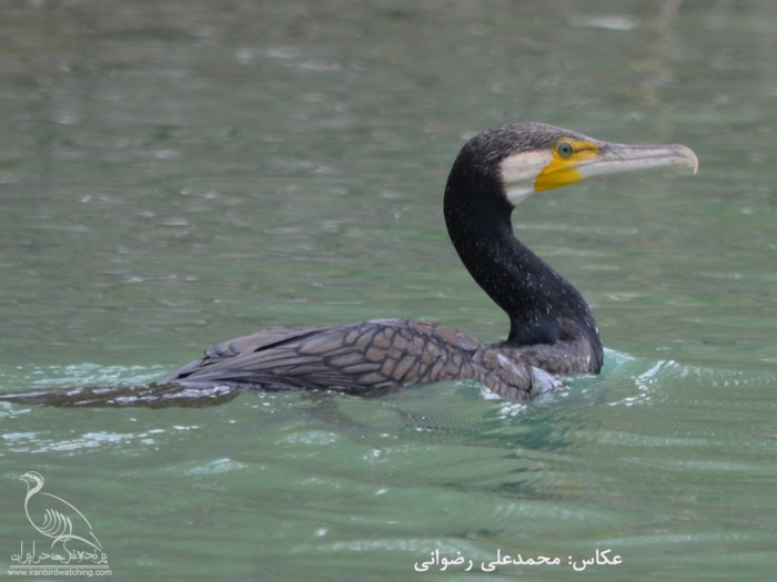 پرنده نگری در ایران - DSC_4062