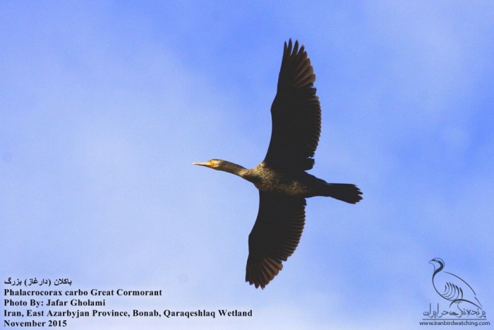 پرنده نگری در ایران - Great Cormorant