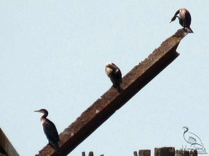 پرنده نگری در ایران - Cormorant