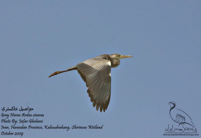 پرنده نگری در ایران - Grey Heron