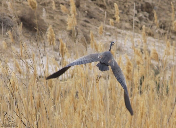 پرنده نگری در ایران - Purple Heron
