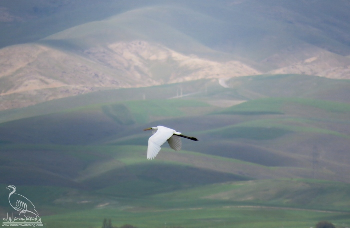 پرنده نگری در ایران - اگرت بزرگ