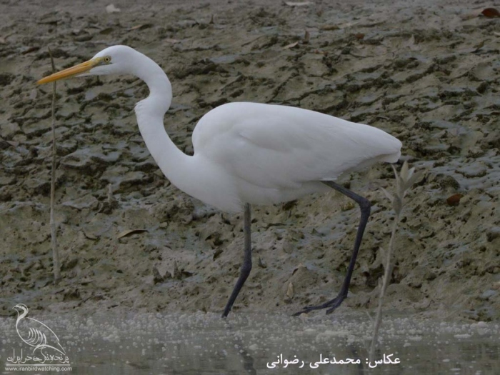 پرنده نگری در ایران - DSC_40951