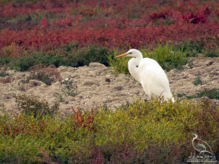 پرنده نگری در ایران - Great White Egret