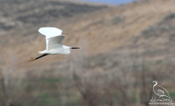پرنده نگری در ایران - اگرت