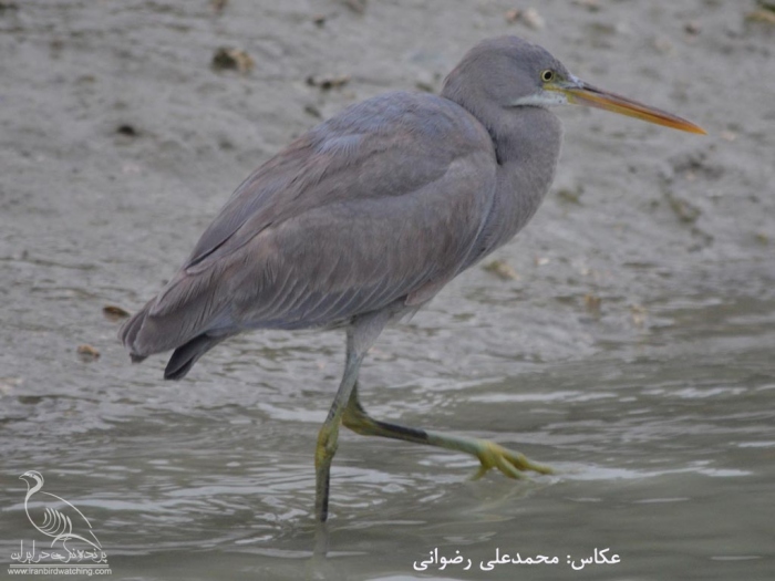 پرنده نگری در ایران - DSC_46901