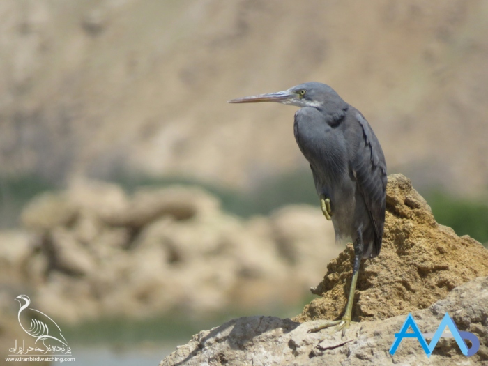 پرنده نگری در ایران - اگرت ساحلی