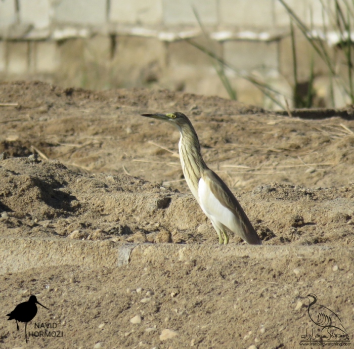 پرنده نگری در ایران - حواصیل زرد