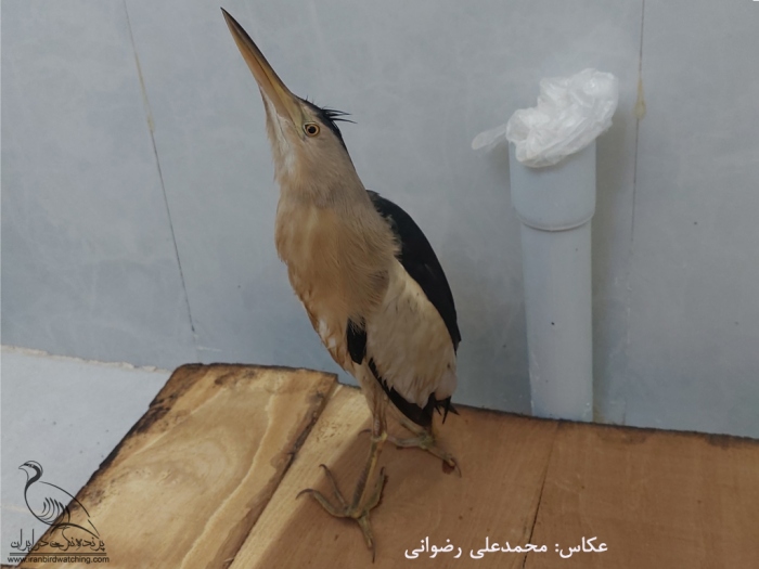 پرنده نگری در ایران - 20220420_1635081