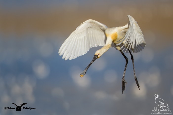 پرنده نگری در ایران - Eurasian Spoonbill
