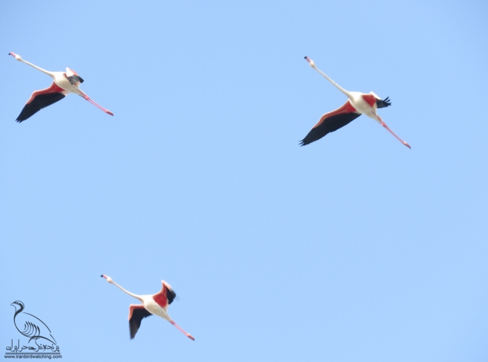 پرنده نگری در ایران - فلامینگو بزرگ