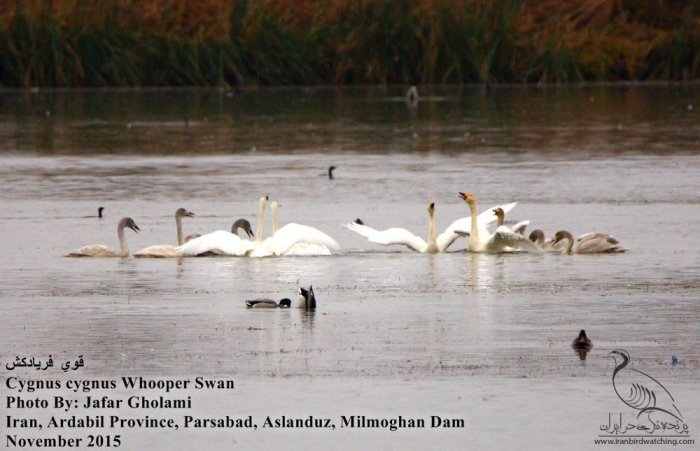 پرنده نگری در ایران - Hooper Swan