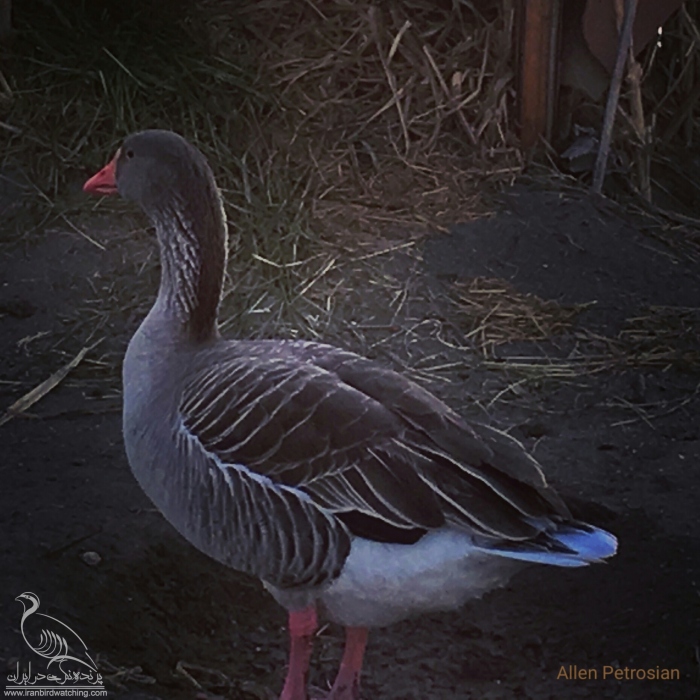 پرنده نگری در ایران - غاز خاکستری - Greylag Goose