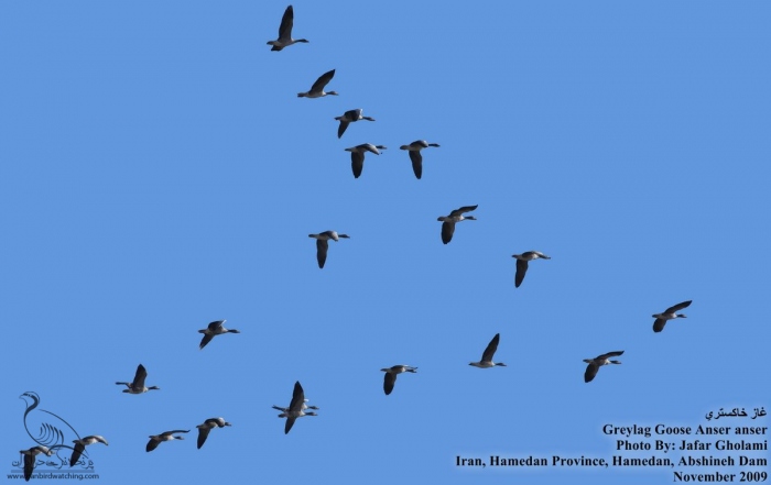پرنده نگری در ایران - Greylag Goose