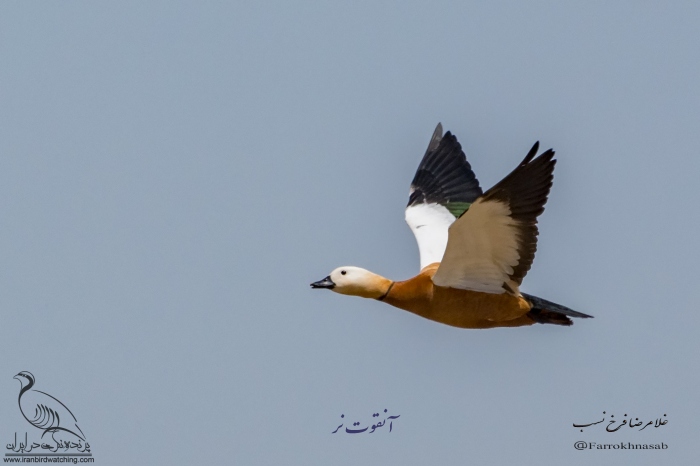 پرنده نگری در ایران - آنقوت