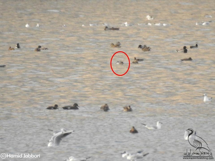 پرنده نگری در ایران - ورود خوتکای ابروسفید به دریاچه چیتگر