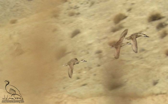 پرنده نگری در ایران - اردک مرمری