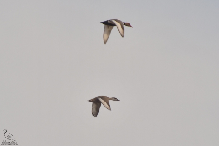 پرنده نگری در ایران - اردک تاجدار
