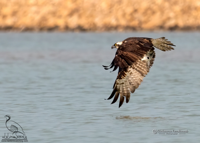 پرنده نگری در ایران - عقاب ماهیگیر