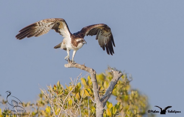 پرنده نگری در ایران - Osprey