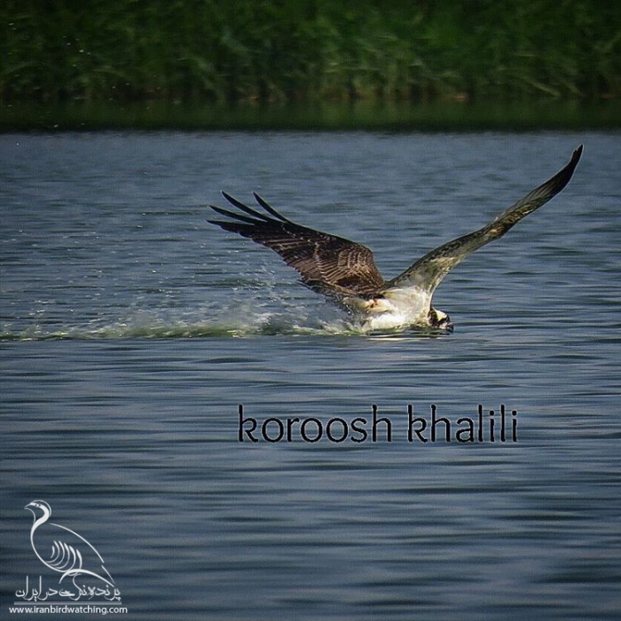 پرنده نگری در ایران - عقاب ماهیگیر