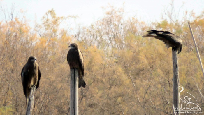 پرنده نگری در ایران - کور کور سیاه - Black Kite