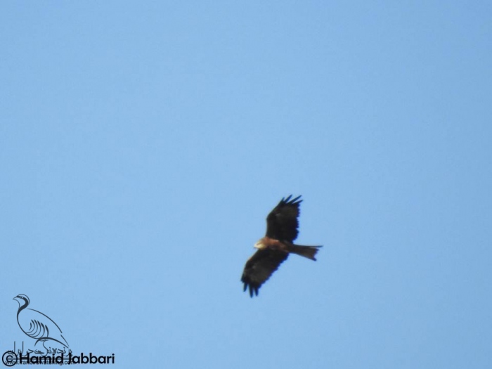 پرنده نگری در ایران - کورکور سیاه