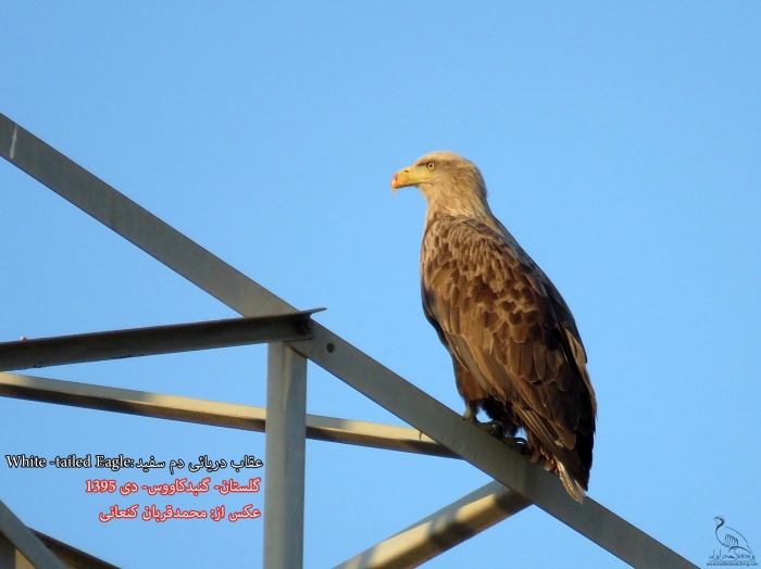 پرنده نگری در ایران - عقاب دریایی دم سفید (White-tailed Sea-eagle)