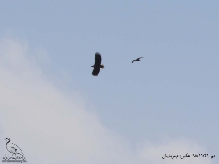 پرنده نگری در ایران - عقاب دریایی دم سفید