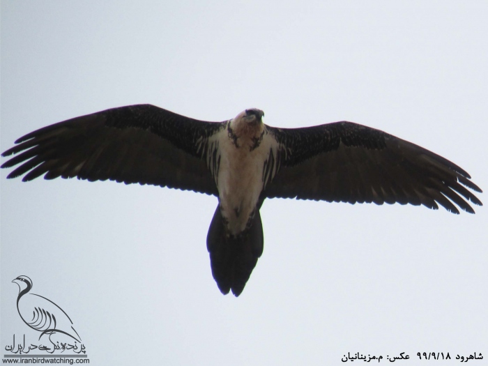 پرنده نگری در ایران - هما