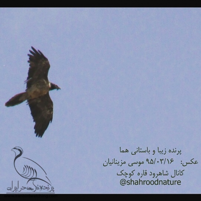 پرنده نگری در ایران - هما