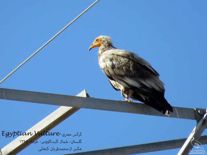 پرنده نگری در ایران - کرکس (Egyptian Vulture)