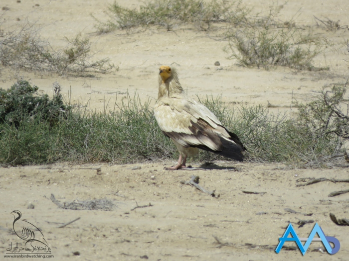 پرنده نگری در ایران - کرکس کوچک