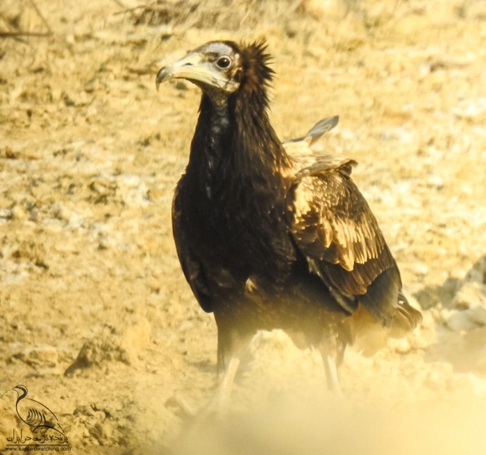 پرنده نگری در ایران - کرکس مصری