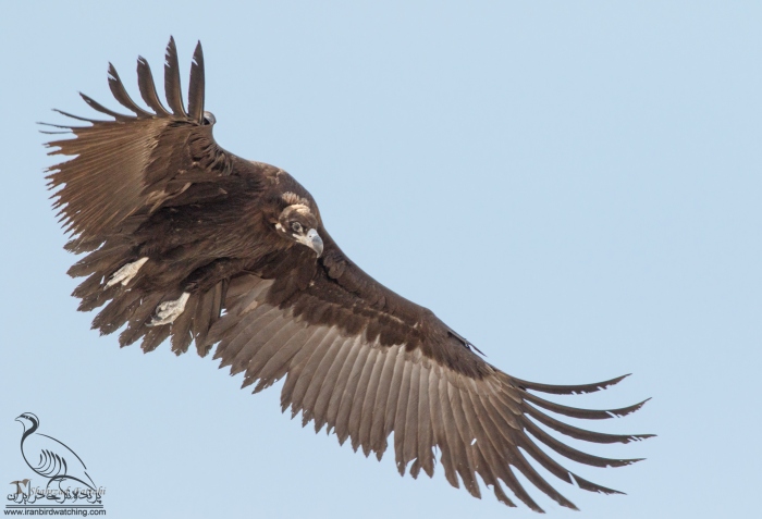 پرنده نگری در ایران - Black Vulture