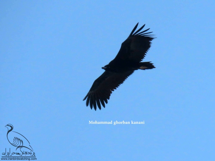 پرنده نگری در ایران - Eurasia Black Vulture