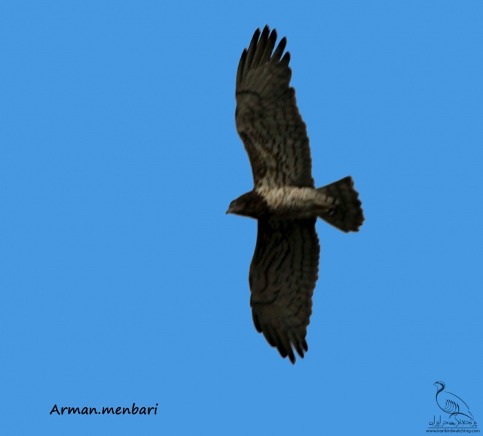 پرنده نگری در ایران - عقاب مار خور