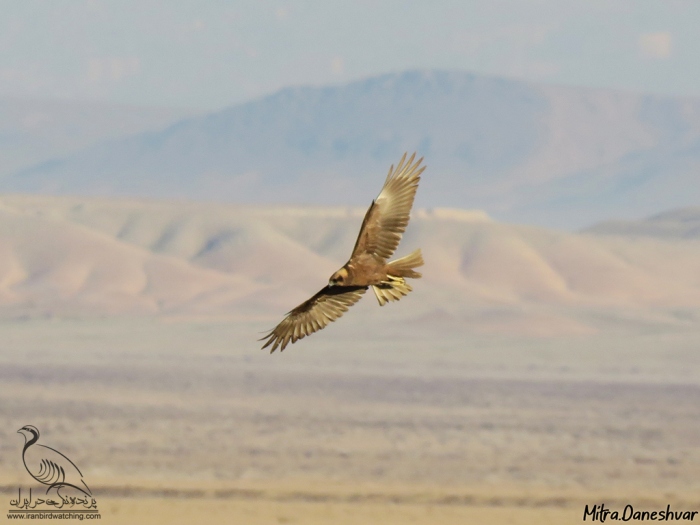 پرنده نگری در ایران - سنقر تالابی