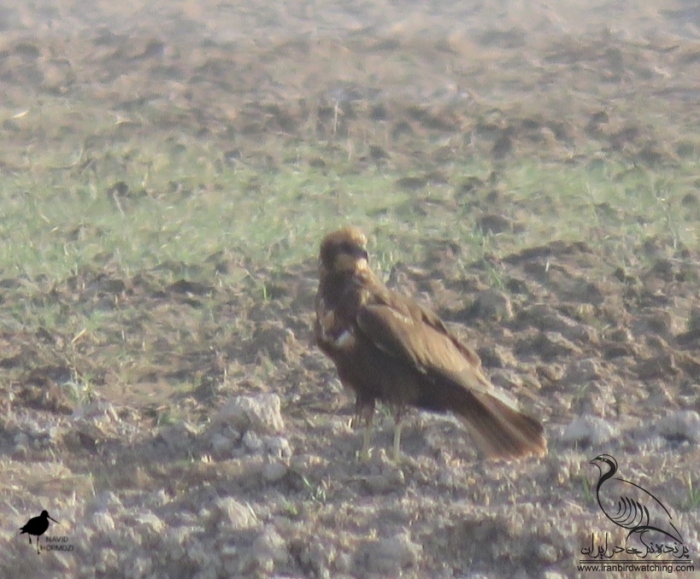 پرنده نگری در ایران - سنقر تالابی