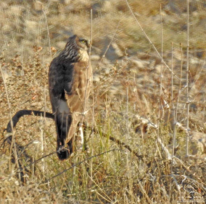 پرنده نگری در ایران - سنقر خاکستری