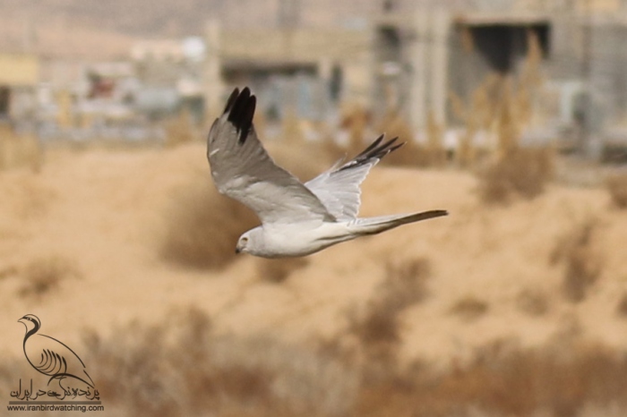 پرنده نگری در ایران - سنقر سفید