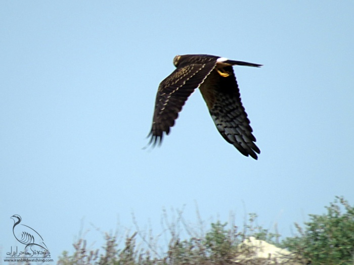 پرنده نگری در ایران - سنقر سفید ماده(Pallid Harrier)