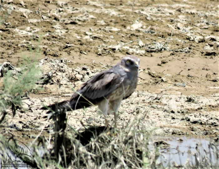 پرنده نگری در ایران - سنقر گندم زار