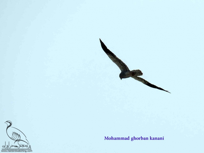 پرنده نگری در ایران - سنقر گندمزار