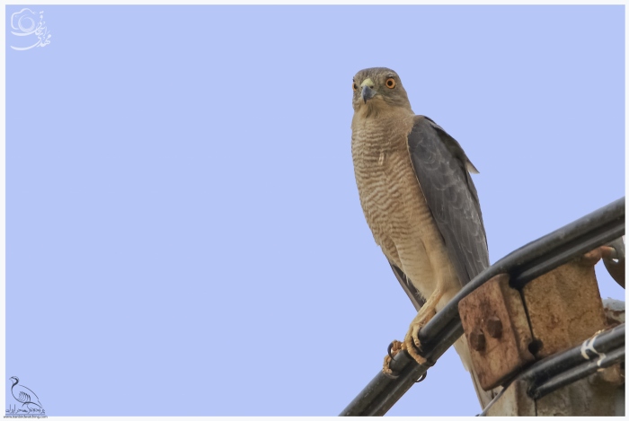 پرنده نگری در ایران - پیغو کوچک