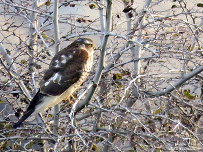 پرنده نگری در ایران - قرقی (Sparrowhawk)