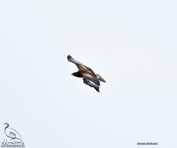 پرنده نگری در ایران - غقاب جنگلی